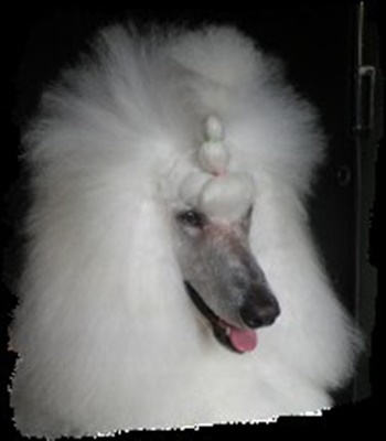 Porsborggårdens Laura