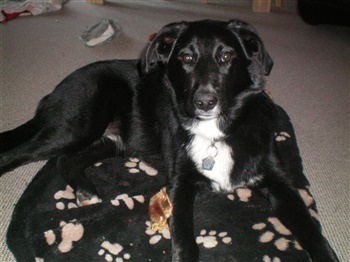 BestBreed Mustang Hurricane