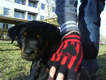 Hedegårds My Precious