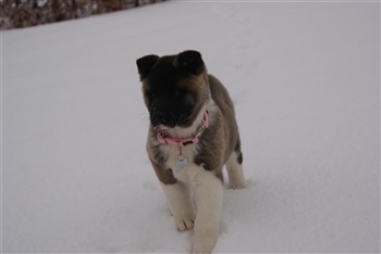 Barlebo´s Canza d'or