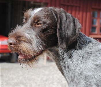 Ayla af Hestagergaard