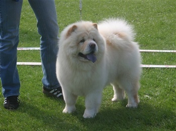 Lindegaardens Rubina.