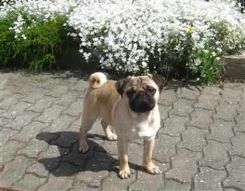 Thanehøjs Noble-Passion