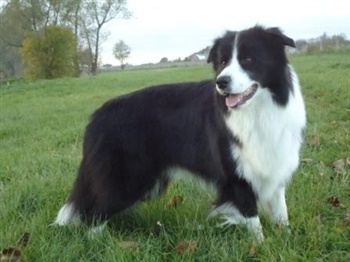 Kallemosegaards Elation