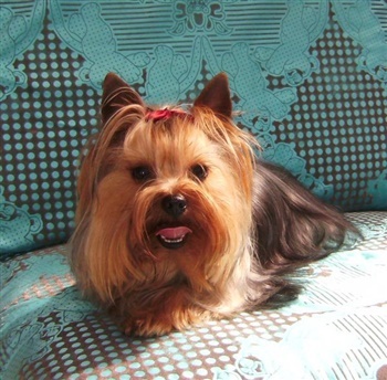 Donago´s Vive La France