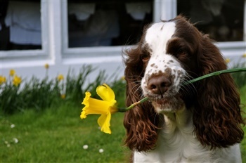 Kallemosesgaards Essential