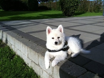 Jægersborgs Elegance