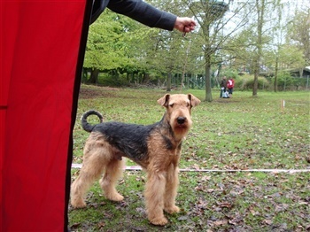 Skærbækgaard`s Lady Zarina