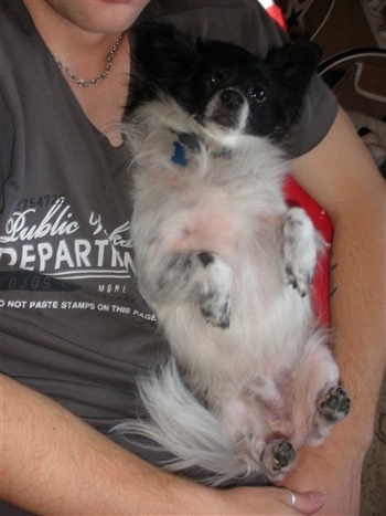 Sanddallunds Conjack