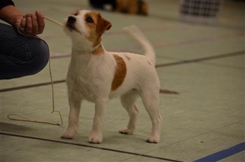 Nørremarken`s Diva Divine.