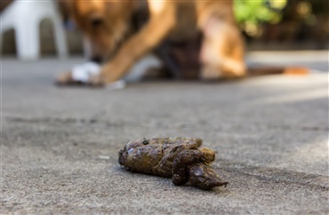 Spiser din hund sin aff&oslash;ring? 