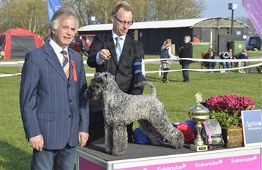 Kerry blue terrier sejrede i Roskilde