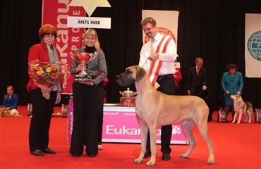 Årets Hunde 2010 kåret af Dansk Kennel Klub