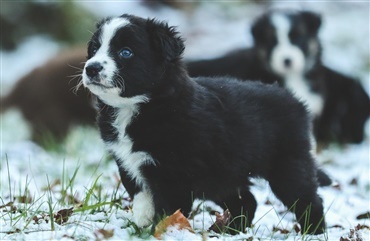 Dyrl&aelig;gen anbefaler:  S&aring;dan forebygger du nyt&aring;rsangst hos hunde