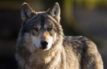 Ulvedrab betyder flere ulvehunde i Kroatien