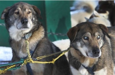 Blind hund støttes af sin bror