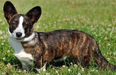 Sommerquiz: Welsh corgi cardigan