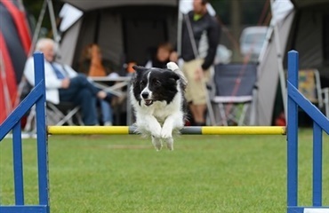 NM i agility i Roskilde