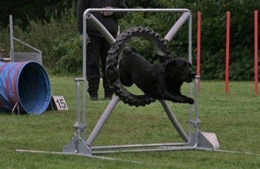 25 års jubilæum - Dansk Agility Forening Silkeborg 