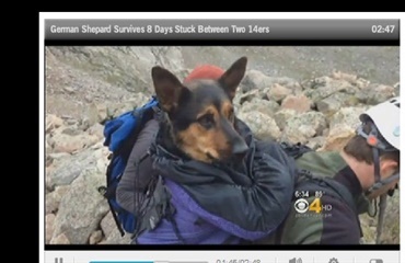 Schæfer reddet fra bjerg i Colorado