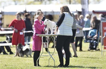 Udstilling Roskilde: DKK beslutter sig 6. april