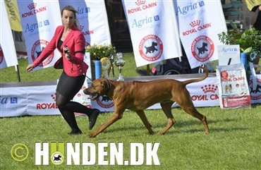 Fredagsquiz: Hvad ved du om rhodesian ridgeback