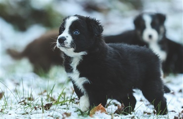 3 gode tips: S&aring;dan sikrer du en tryg nyt&aring;rsaften for din hund