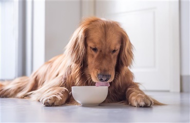 Hundefoder tilbagekaldes