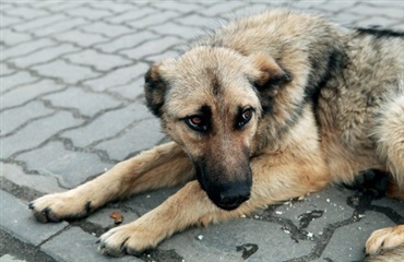 Hjælp til de hjemløses hunde