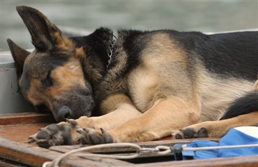 Skar hals over på vens hund