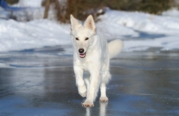 Hund og to damer gik gennem isen