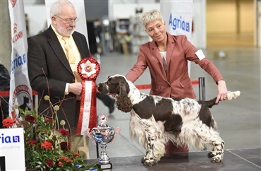 Fredagsquiz: Hvad ved du om engelsk springer spaniel