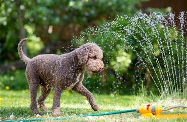 De 10 st&oslash;rste sommerfarer for din hund