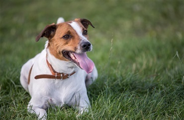 Dansk/svensk g&aring;rdhund godkendt i AKC