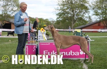 Fredagsquiz: Hvad ved du om greyhound