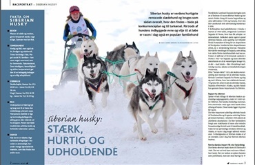 Nye raceportrætter på hunden.dk