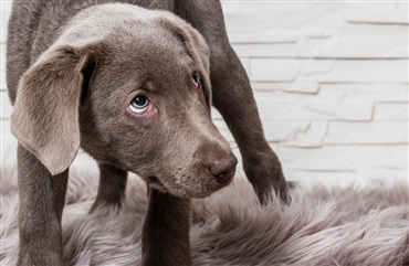 Pump frekvens forlænge Pulsen falder når hunden snuser - Hunden.dk