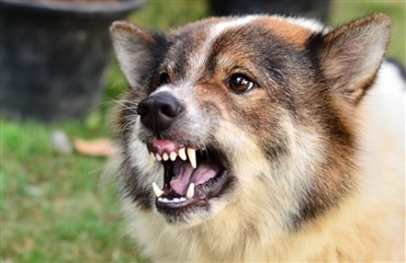 Kan hunde lugte frygt?