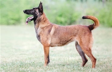 Fodboldstjerner k&oslash;ber megadyre hunde