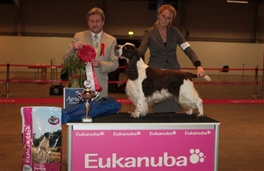 Den engelske springer spaniel sprang til tops!