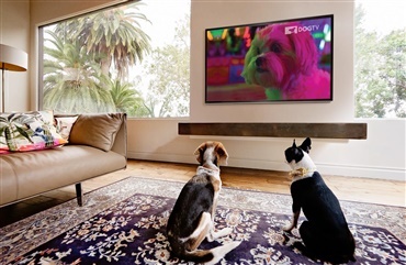 PlanetHundo lancerer streamingtjeneste til hunde i Danmark    	 