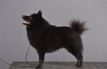 Fredagsquiz: Hvad ved du om schipperke