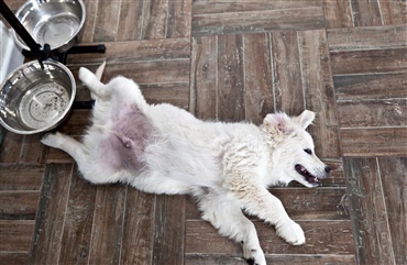 Bliv klogere p&aring; din hunds tarme i n&aelig;ste nummer af HUNDEN