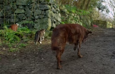 Blind hund har fører-kat