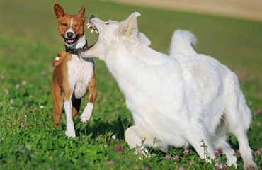 Hold hundeforsikringen i kort snor