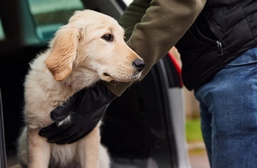 England: Hundenapning koster fem &aring;rs f&aelig;ngsel