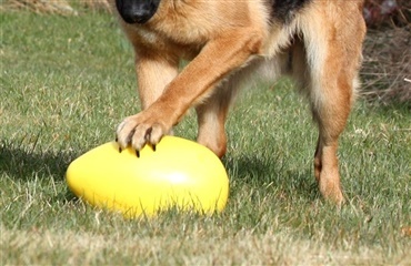 VIND med hunden.dk og BigBullies