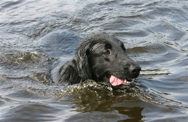 Hund svømmede efter søløve