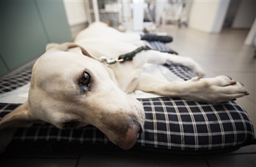 Sygdommen bag vaccinationen – Smitsom leverbet&aelig;ndelse