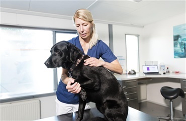 Flere unge hunde f&aring;r slidgigt – ved du, hvad du skal holde &oslash;je med?